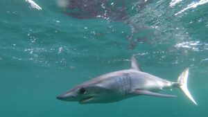 image85