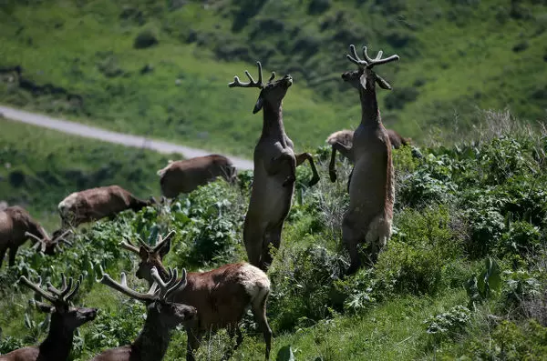 Camera captures red deer in Almaty region