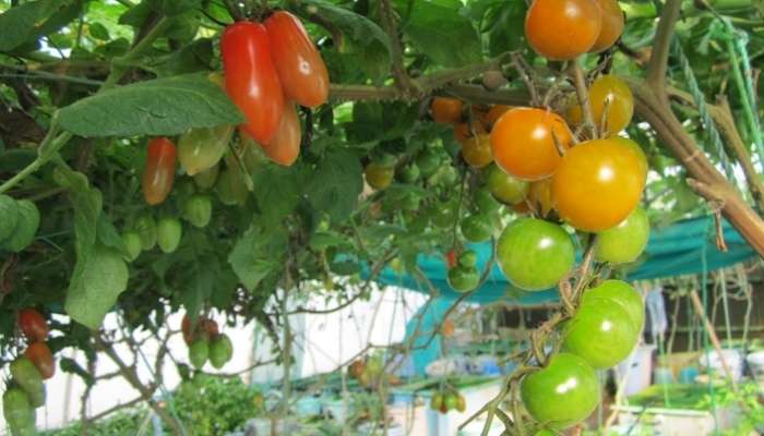 SQU succeeds in farming