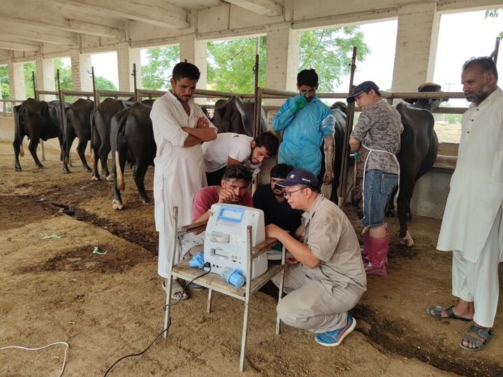 China,Pakistan enhance buffalo research to boost dairy industry