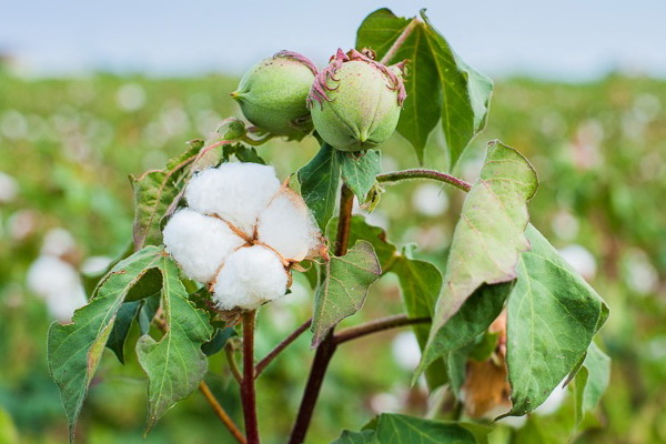 Scientists from Uzbekistan، USA create new types of cotton