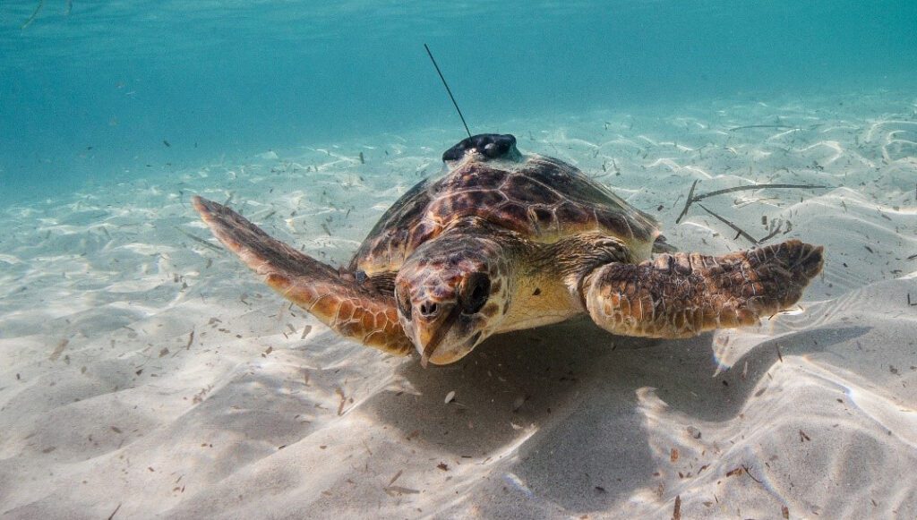 Oman's Environment Authority launches turtle tracking project