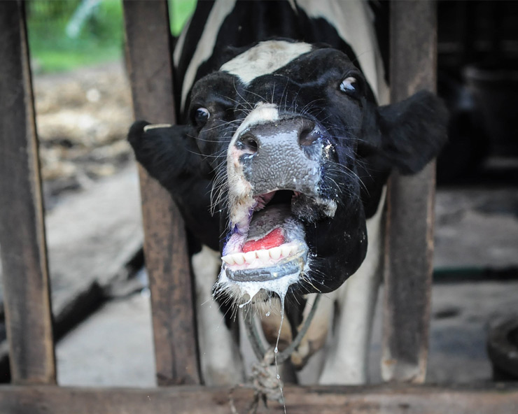 FMD-disease