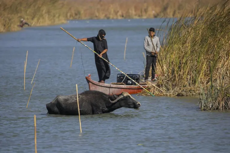 Iraq marshes