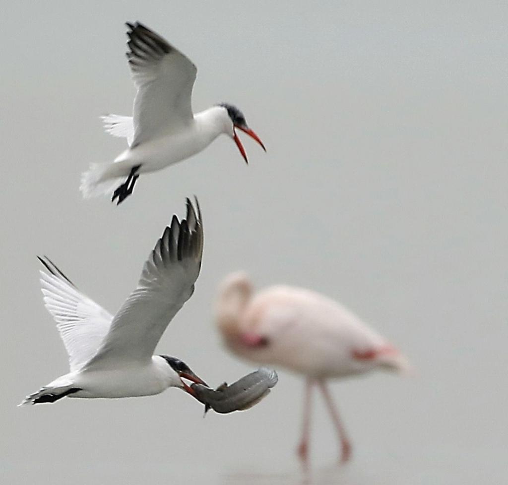 Kuwait diverse migratory birds