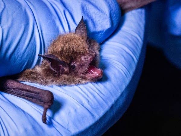 US bat species devastated by fungus