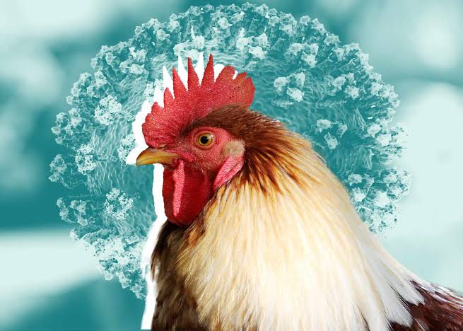 bird flu japan