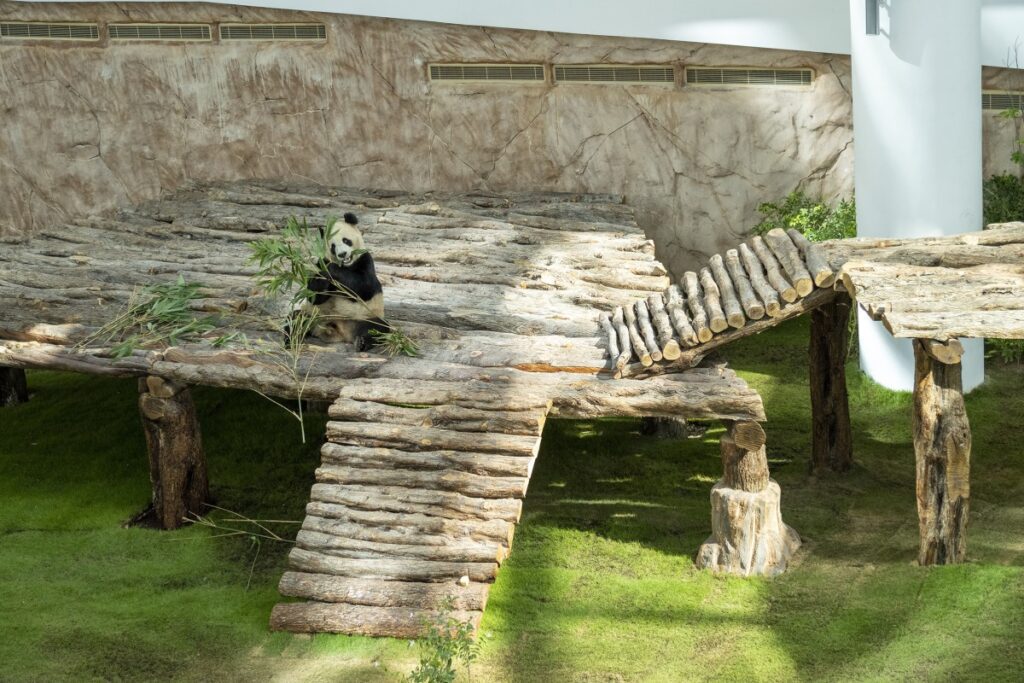 Panda House Park opens in Al Khor City, Qatar