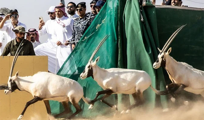 Arabian Oryx return to NEOM Nature Reserve