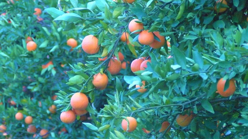 Florida orange crop down 36% after twin hurricanes, says USDA