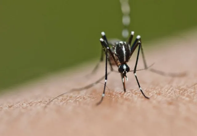 Dengue epidemic Malaysia