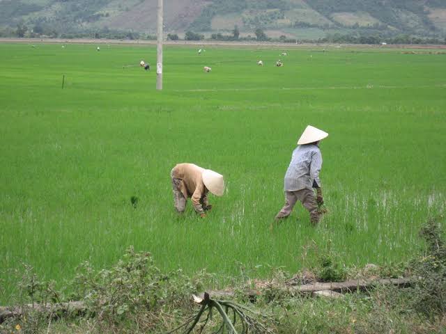 Rice industry in Malaysia