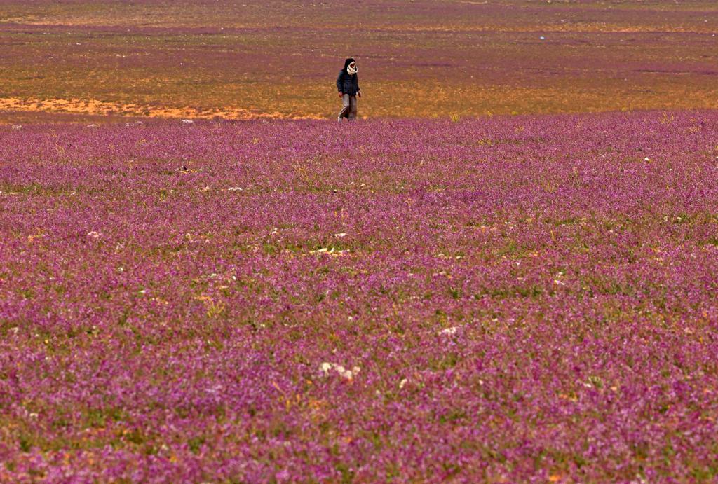 Floral bloom turns Saudi desert purple