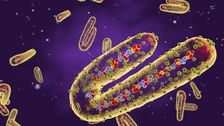 Marburg viral disease
