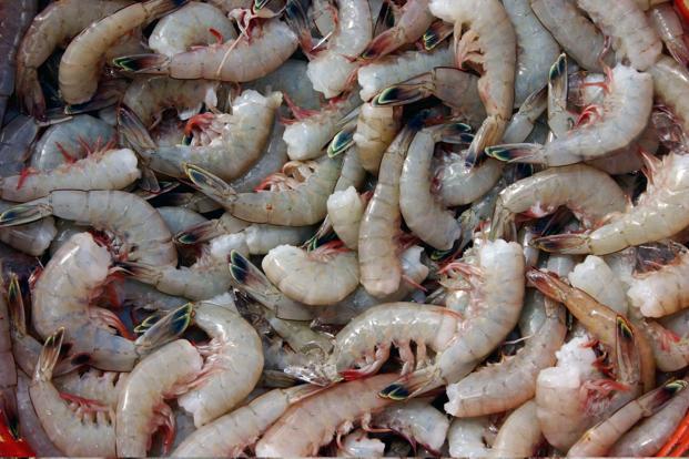 Saudi Arabia imposes temporary ban on shrimp imports from India