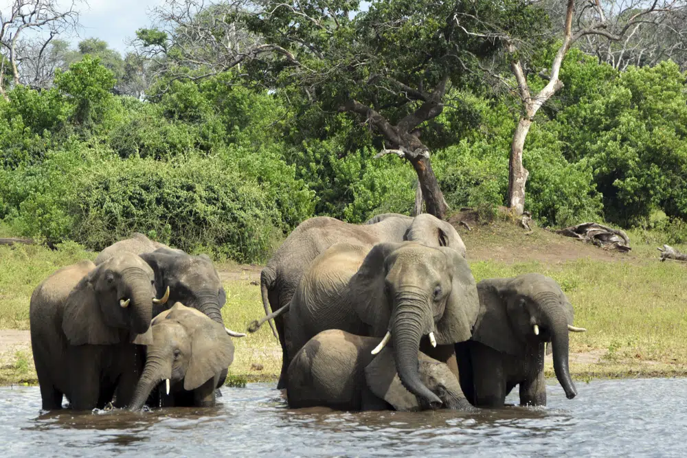 Oil drilling disrupts locals, nature in Okavango, Africa