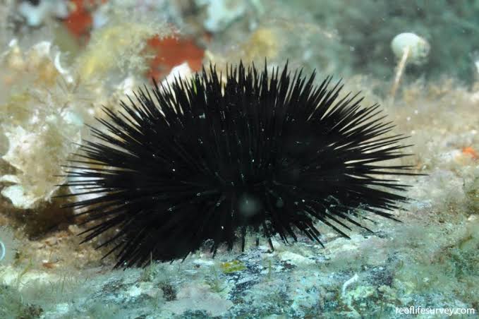 Black Sea urchin Arbacia lixula and bioactive compounds