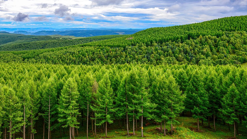 China plants 68 million hectares of new forests