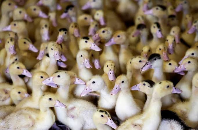 Brazil declares animal health emergency over avian flu