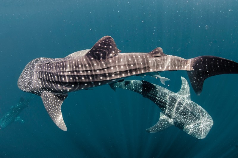 Qatar to host whale shark conservation forum