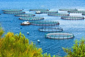 Indonesia to host 2024 Asian Pacific Aquaculture conference in Surabaya