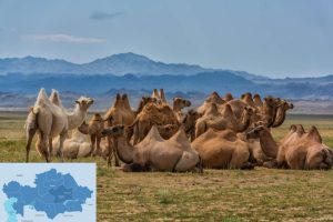 Camel breeding emerges in Karagandy Region of Kazakhstan