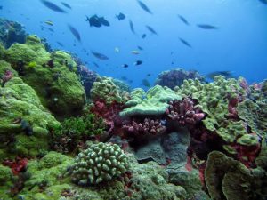 Coral reefs host millions of bacteria