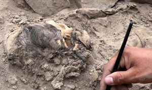 Ancient male mummy unearthed in Peru