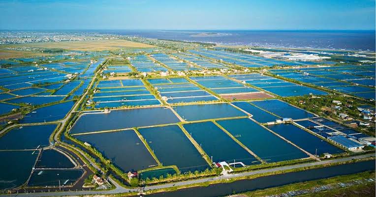 Vietnam's Aquaculture Industry and Potential