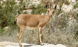 Egypt's law prohibits hunting deers, falcons in Red Sea