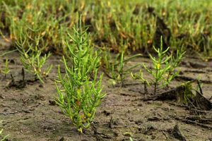 Qatar succeeds in cultivating Salicornia europaea