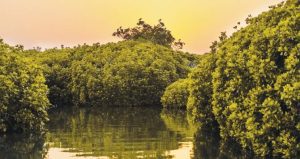 Saudi Arabia plants over 6 Million mangrove seedlings