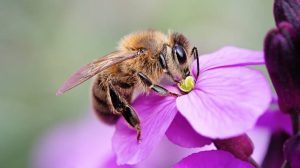 Honeybees make fast, accurate decisions