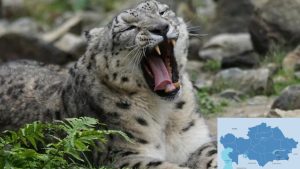 Snow leopard released into nature from Almaty Zoo