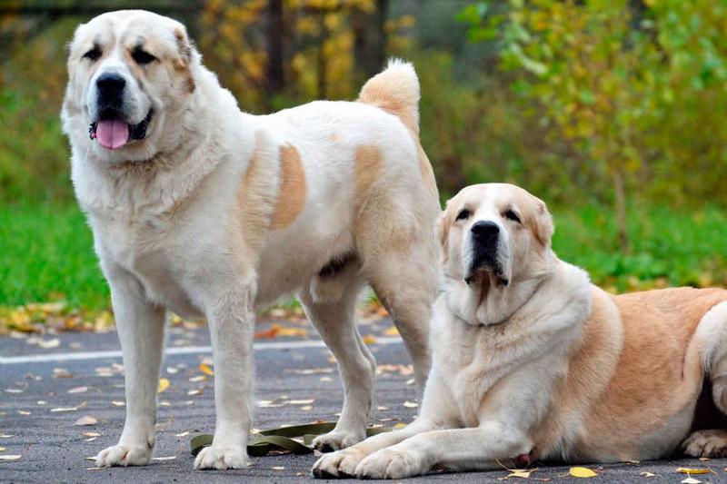 World canine organization recognizes Kazakhstan as full member