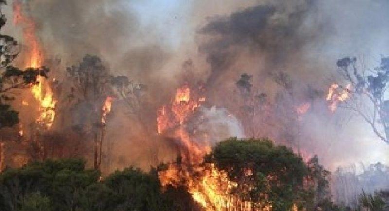 Indonesia: BMKG sounds wildfire alert in 12 E Nusa Tenggara sub-districts