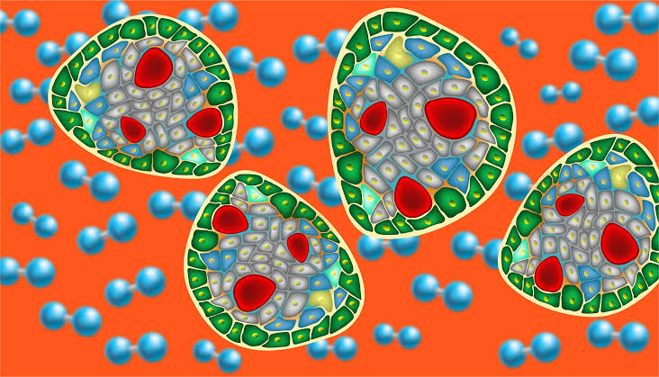 An Implantable device produces insulin-producing islet cells