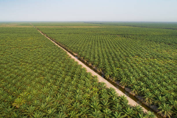 Indonesian Palm Oil Sustainability and Future Roadmap