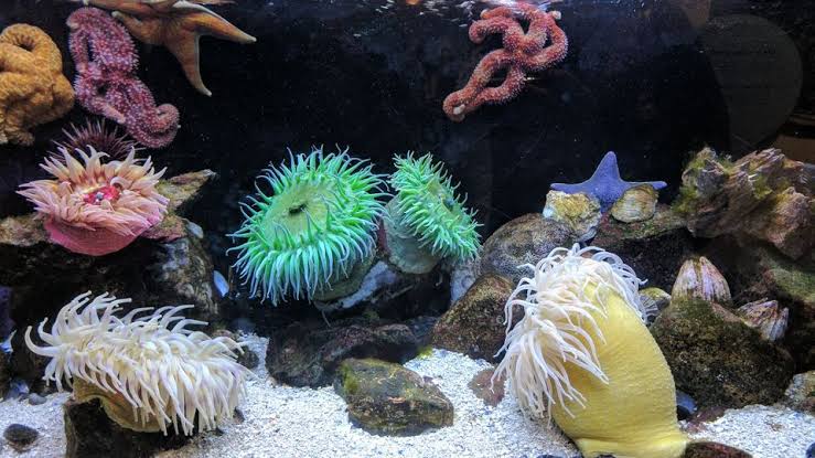 Sea anemones