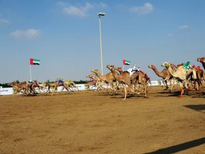 Zayed Grand Prize Camel Race to kick off on 25th November