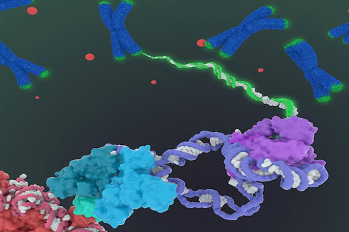 Blocking an age-related enzyme may restore muscle strength