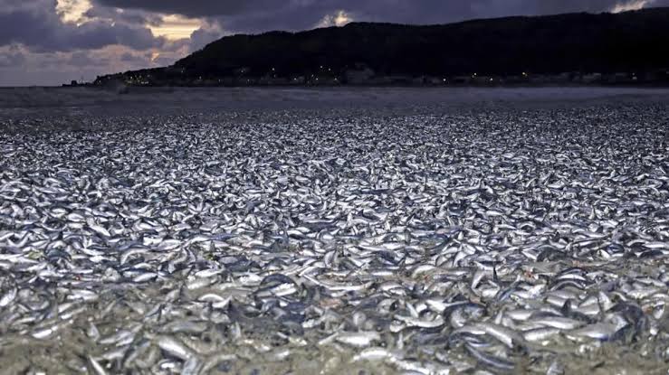 Thousands of tons of dead sardines