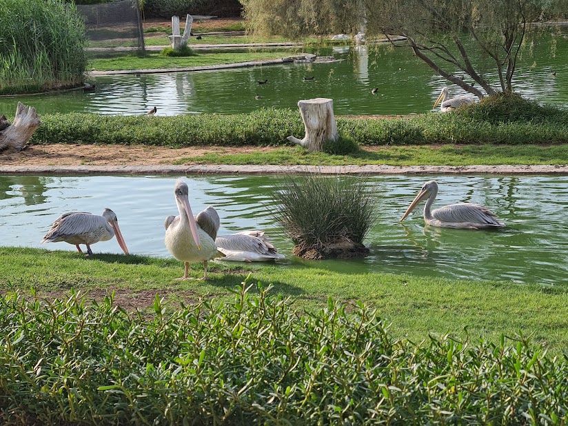 Wasit Wetland Centre Joins Wetlands International - The Gulf Observer