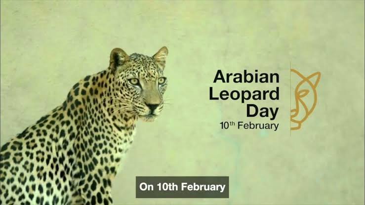 Arabian Leopard