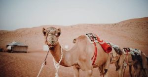 Dakhliyah Region by Q3 2024