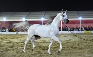 Bahrain to Host Inaugural Round of Prestigious Emirates Arabian Horse Global Cup Series
