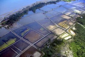Indonesia and Vietnam Forge Agricultural and Aquaculture Collaboration