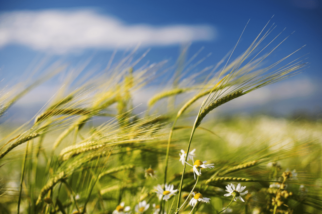 Azerbaijan Commemorates Wind Tuesday as Part of Novruz Holiday Celebrations