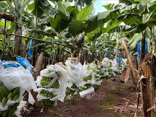 Vietnamese Organic Products Set to Enter Australian Market