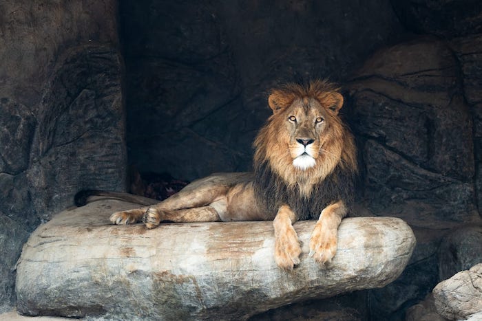 Grand Unveiling of Safari World, Oman’s Largest Zoo, Set to Transform ...